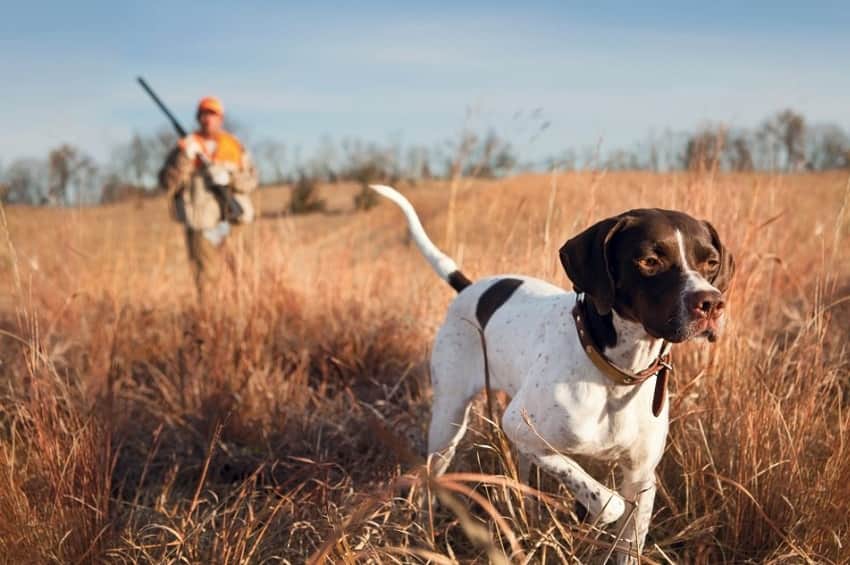 გადამფრენ ფრინველებზე ნადირობის სეზონი დასრულდა