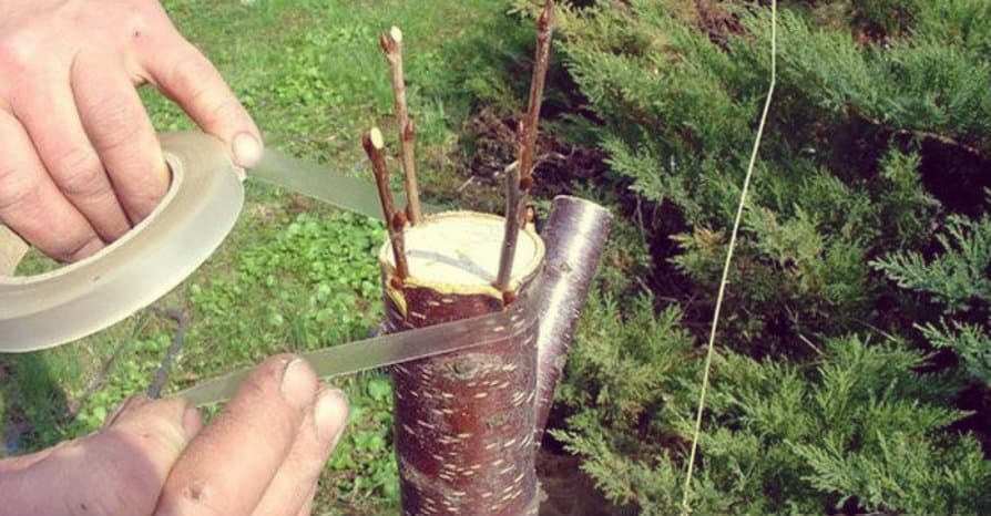 ოკულირება და მისი წესები