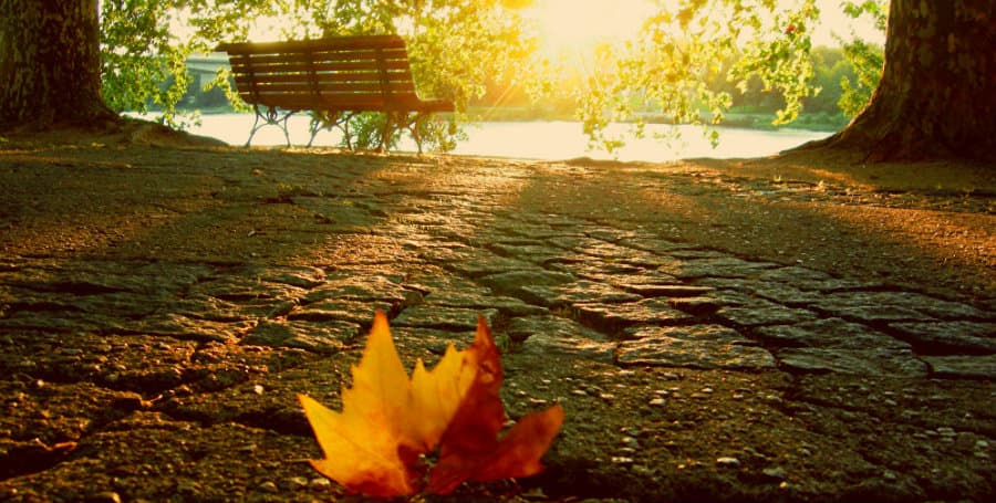 ყნოსვითი მეხსიერება… (პაპუნა შუშანიას დღიურებიდან)