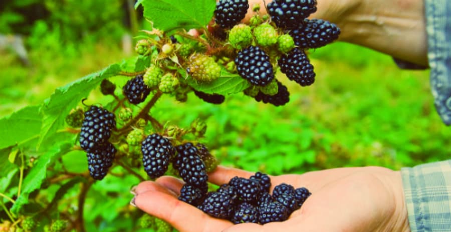 რეგიონში კენკროვანი კულტურების გაშენებას მთავრობა 100 %-ით დააფინანსებს