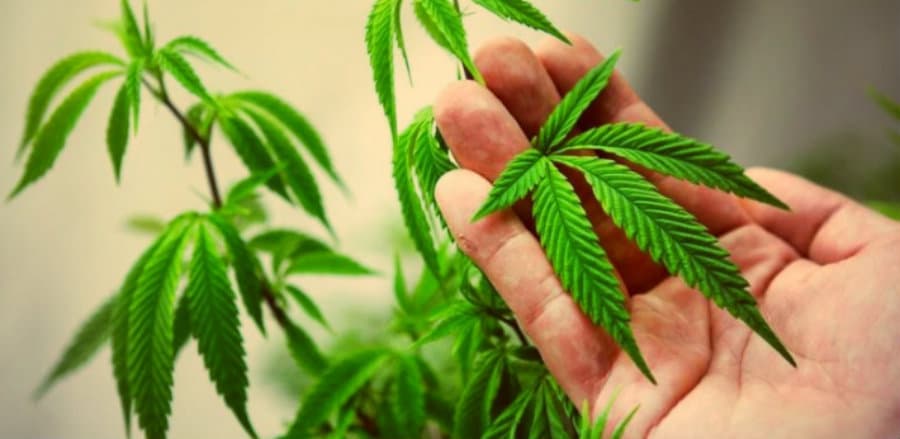 მარიხუანას კულტივაციასთან დაკავშირებული კანონპროექტის განხილვა ორი თვით გადაიდო