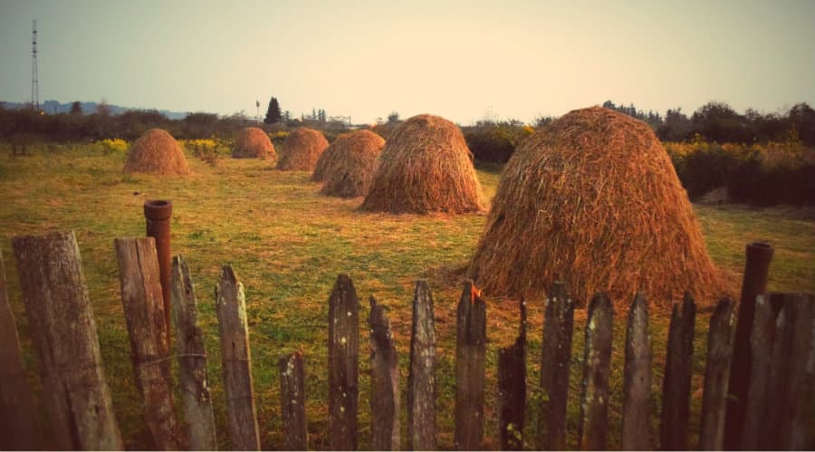 შემოდგომა სამეგრელოში (დღის ფოტო)