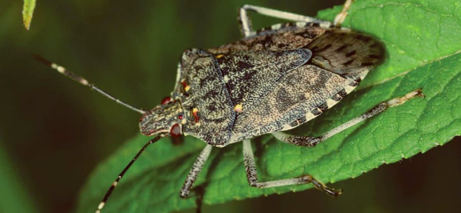 პარიზს აზიური ფაროსანა შეესია