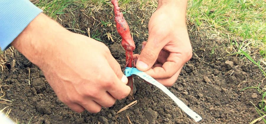 ზუგდიდის ბოტანიკურ ბაღში მეგრული, უძველესი ჯიშის ვაზის ნერგები გაშენდება