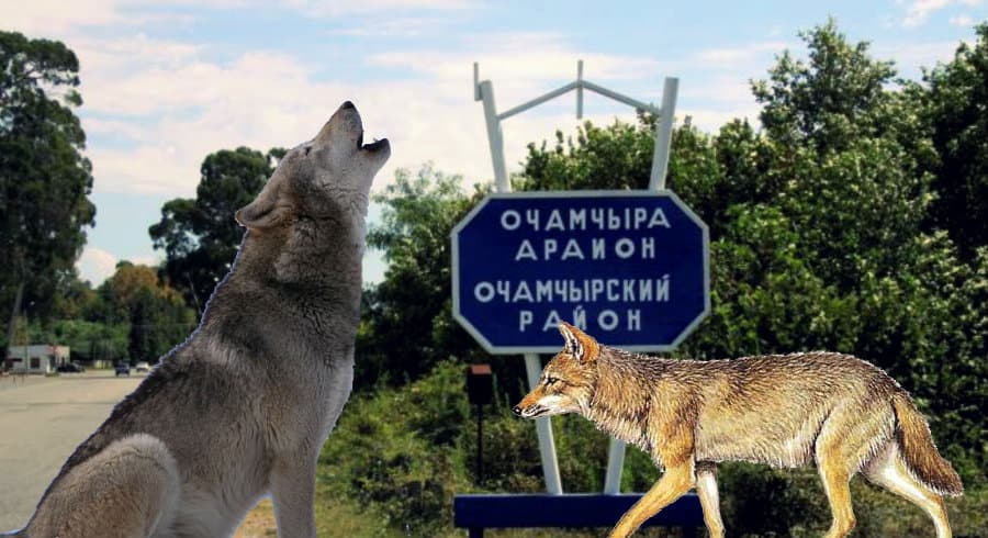 ოჩამჩირის მოსახლეობა მტაცებელი ცხოველების ხშირი თავდასხმების გამო რაიონს ტოვებს