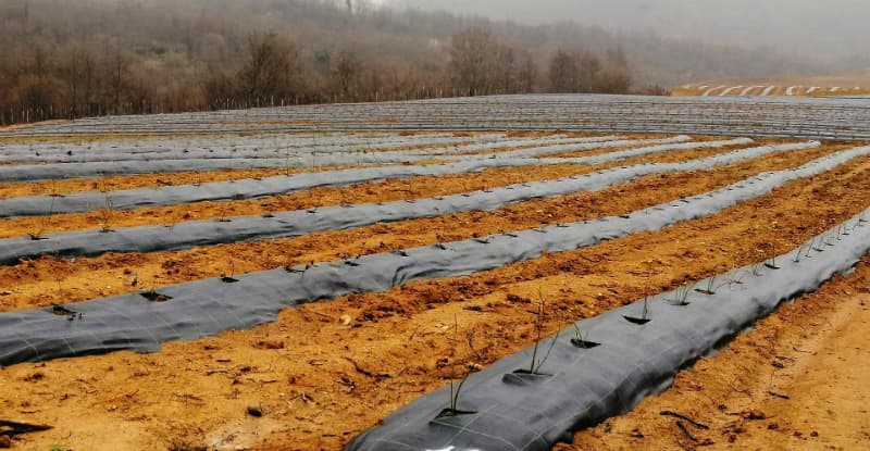 სენაკში ლურჯი მოცვის პლანტაცია ალექსანდრე მოწერელიამ დაათვალიერა