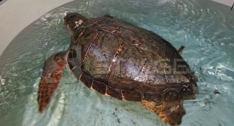 ფოთის სანაპირო ზოლში გადაშენების პირას მყოფი გიგანტური კუ აღმოაჩინეს [ფოტო]