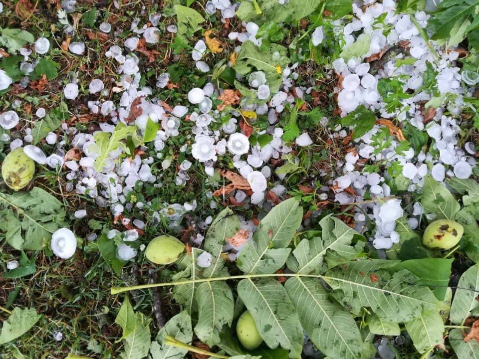 სეტყვამ სალხინოსა და დიდიჭყონში ადგილობრივების ნაწილის ყანები და ვენახი დააზიანა