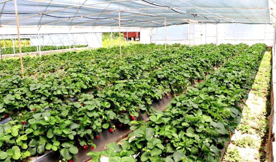 მარწყვის სასათბურე მეურნეობა ხობის მუნიციპალიტეტში