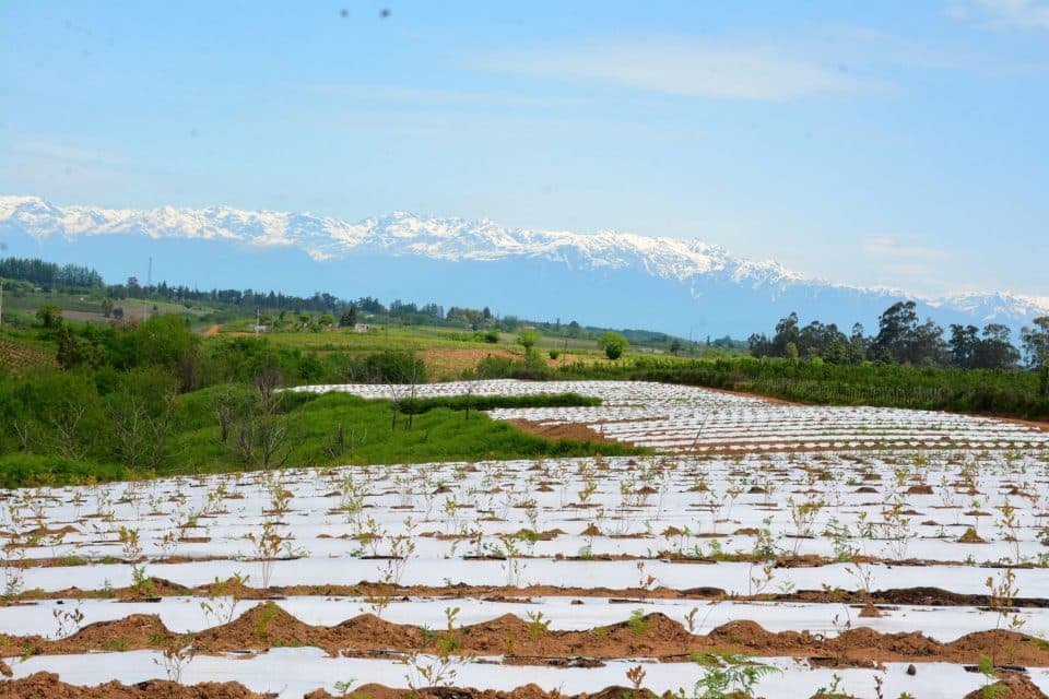 სახელმწიფო პროგრამის ფარგლებში სამეგრელოში 470 ჰექტარზე ლურჯი მოცვი გაშენდა