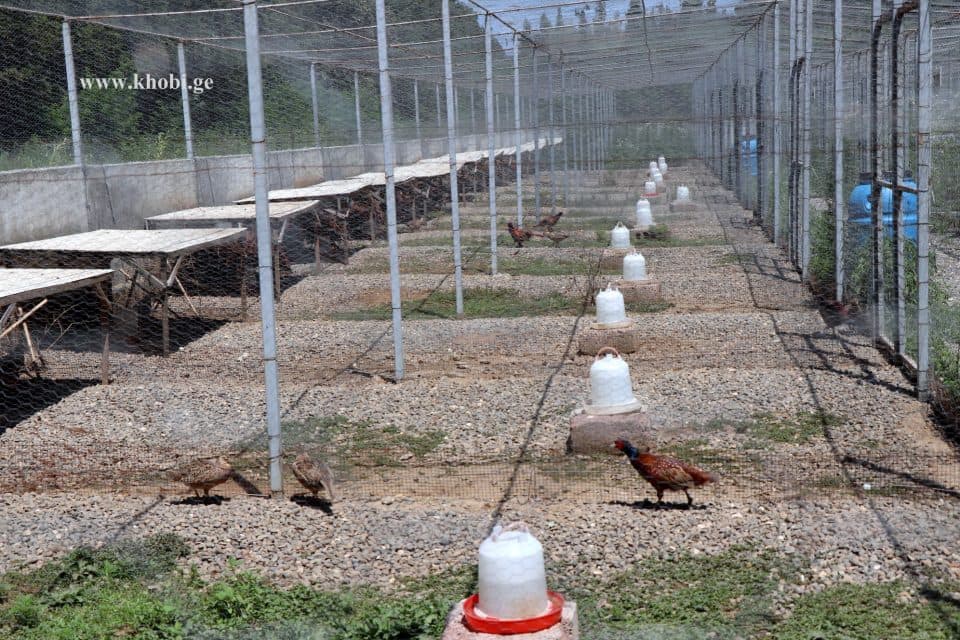 ხობში, კოლხური ხოხბის მეურნეობა მოეწყო