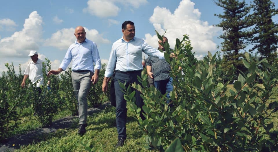 ალექსანდრე მოწერელია ჩხოროწყუში ფერმერ თემურ ავალიანის მოცვის პლანტაციაში იმყოფებოდა