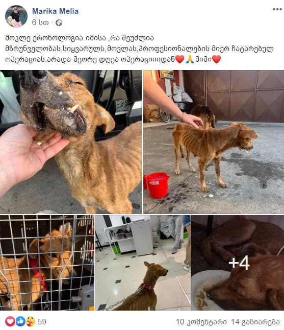 ზუგდიდელმა ექიმმა მარიკა მელიამ ქუჩაში მიტოვებულ ძაღლს სიცოცხლე შეუნარჩუნა - image 2