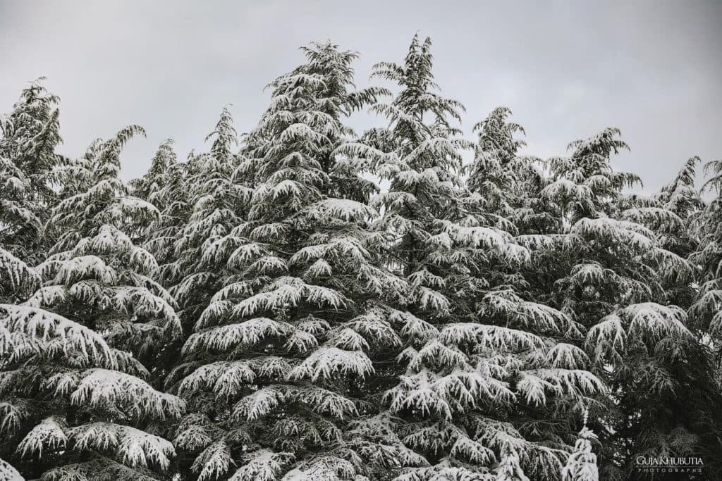 დათოვლილი ზუგდიდი - image 4