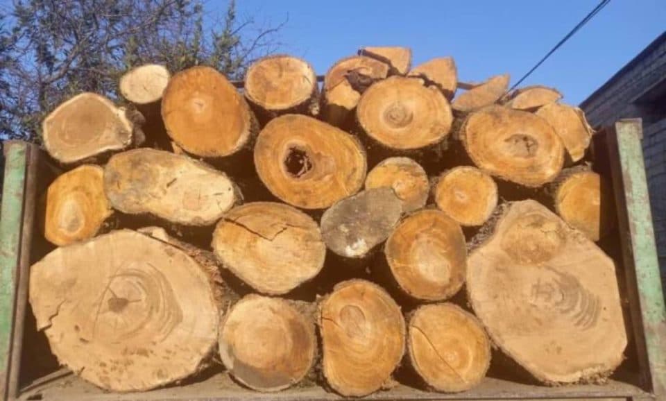 სამეგრელოსა და იმერეთში 9 უკანონო სახერხი საამქრო გამოავლინეს