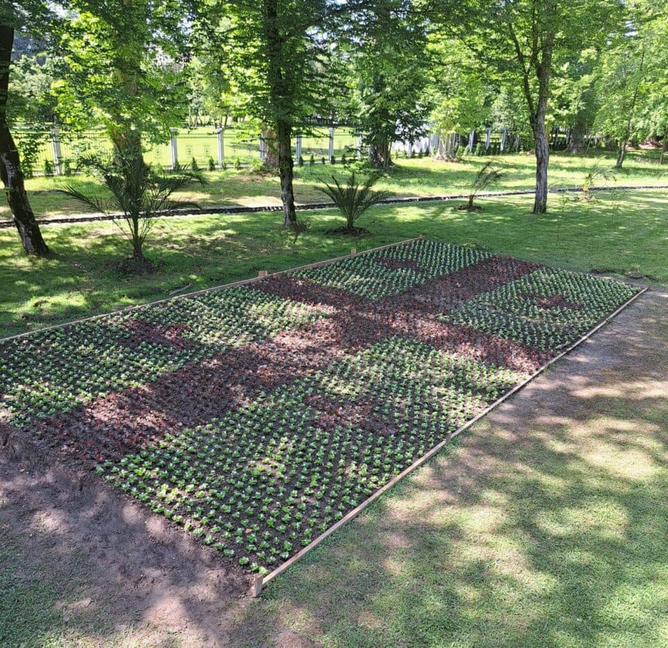 ზუგდიდს ბოტანიკურ ბაღს დროშისებრი ყვავილნარი შეემატა