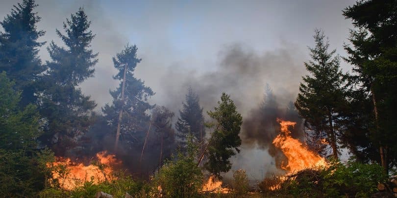 ლუგელას ხეობაში ხანძარია