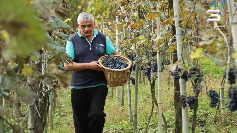 ათეული წლების შემდეგ სამეგრელოში ავთენტური კოლოშის რთველი ჩატარდა [POTO]