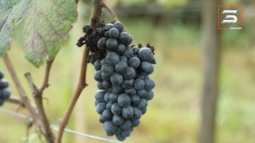 ათეული წლების შემდეგ სამეგრელოში ავთენტური კოლოშის რთველი ჩატარდა [POTO] - image 5