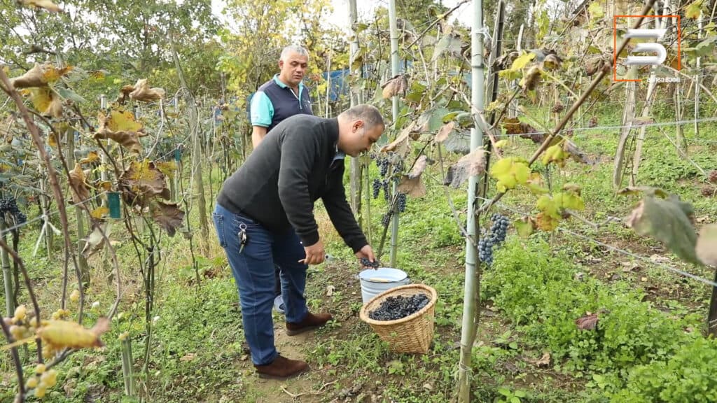 ათეული წლების შემდეგ სამეგრელოში ავთენტური კოლოშის რთველი ჩატარდა [POTO] - image 3