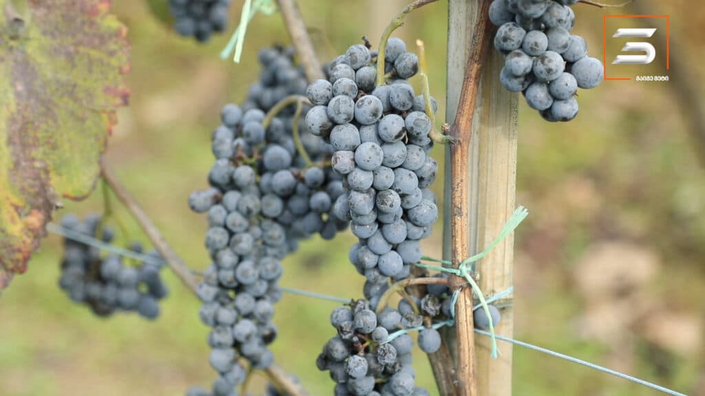 ათეული წლების შემდეგ სამეგრელოში ავთენტური კოლოშის რთველი ჩატარდა [POTO] - image 6