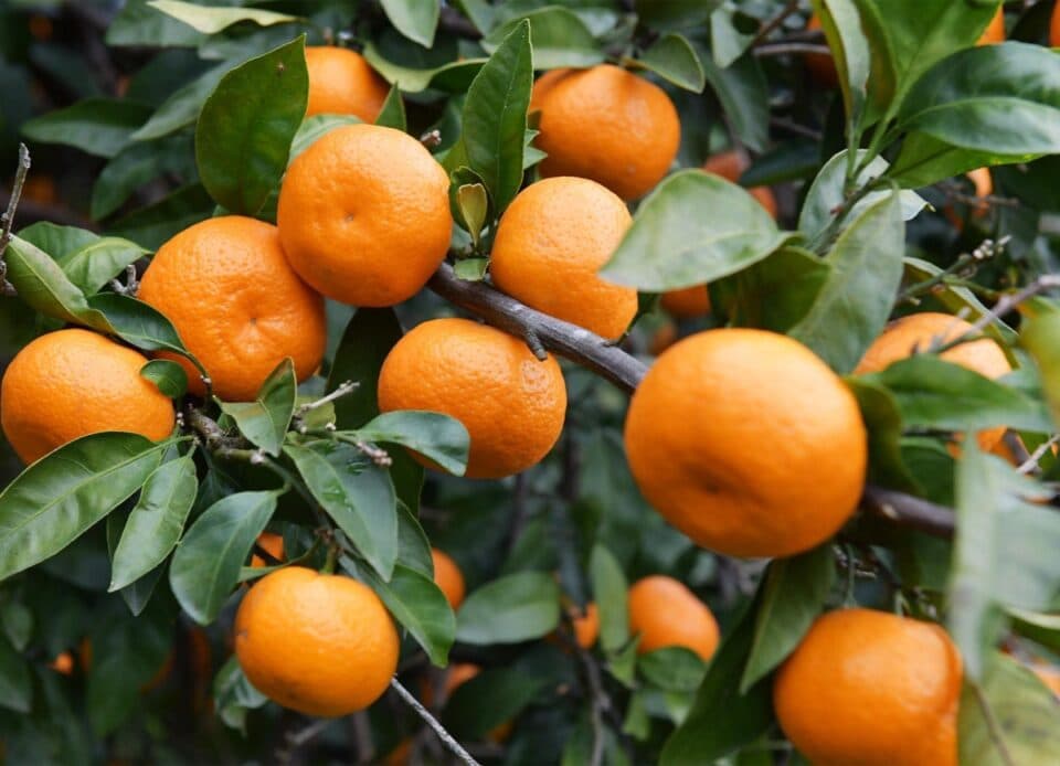 ოკუპირებულ აფხაზეთში მანდარინის ექპორტი შემცირდა