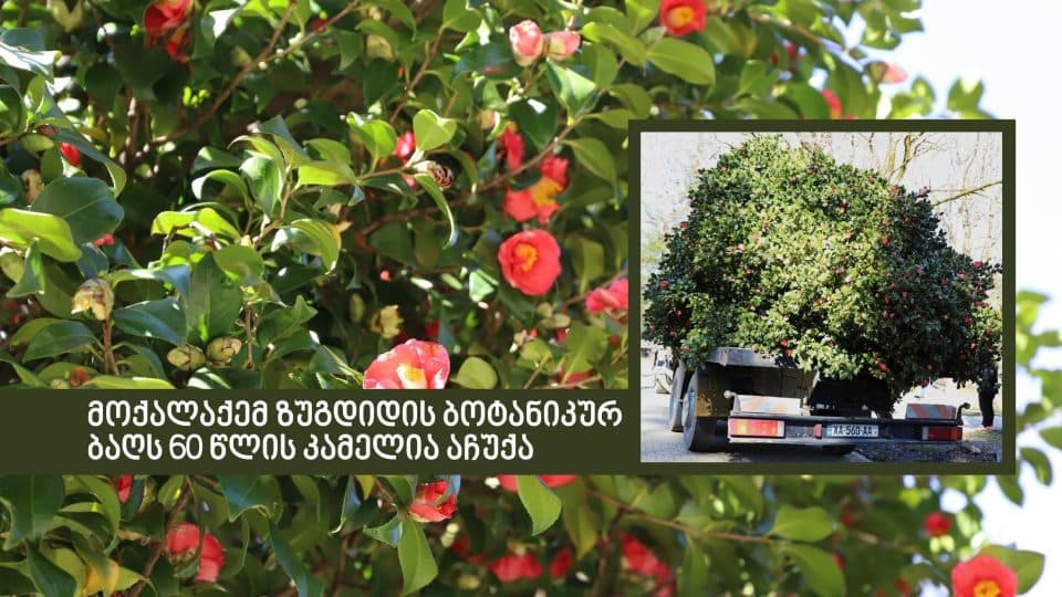 მოქალაქემ ზუგდიდის ბოტანიკურ ბაღს 60 წლის კამელია აჩუქა