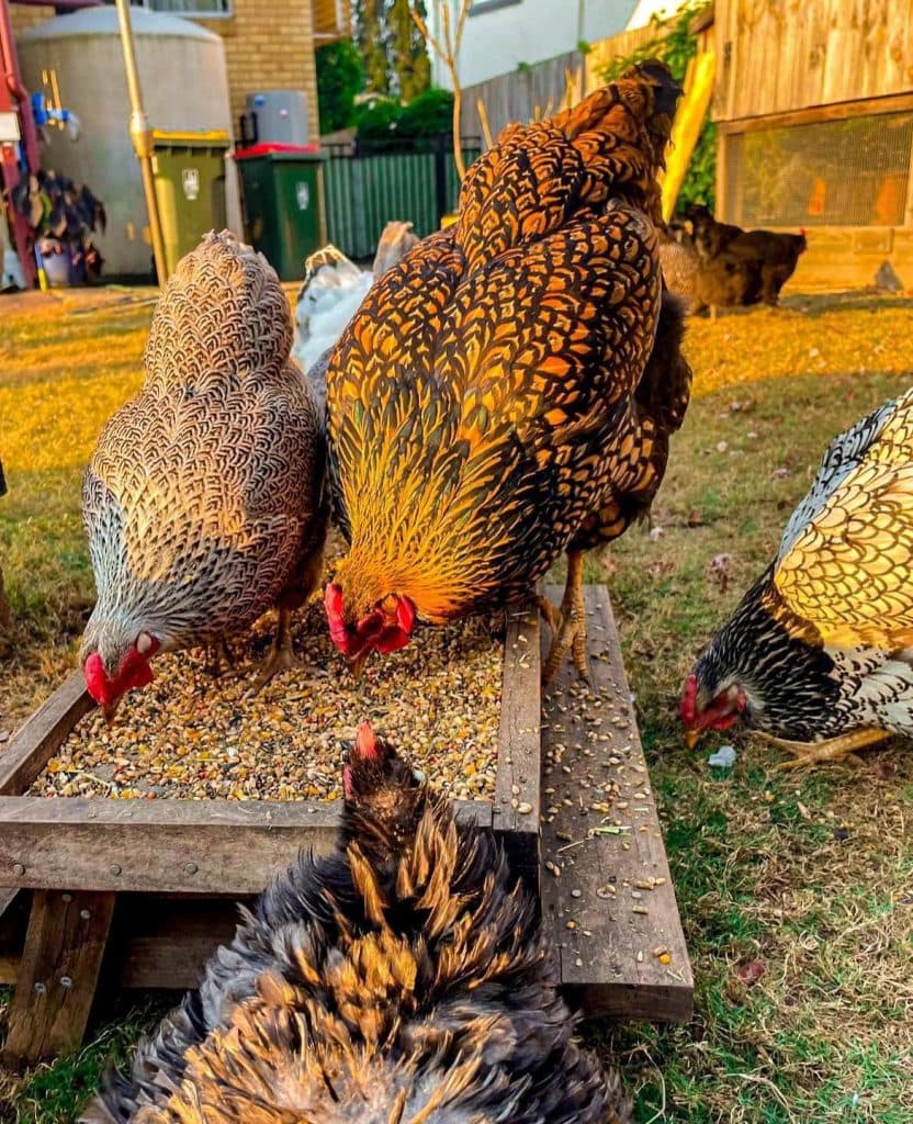 იშვიათი ჯიშის ფრინველები სენაკიდან - image 12