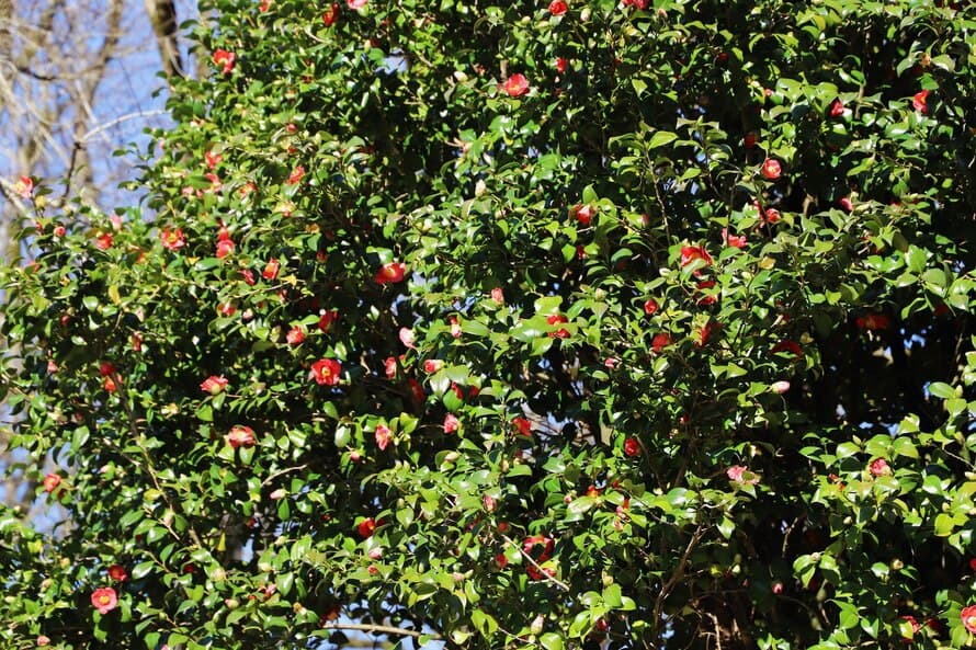 ზუგდიდის ბოტანიკურ ბაღს მოქალაქეები კამელიებს ჩუქნიან - image 3