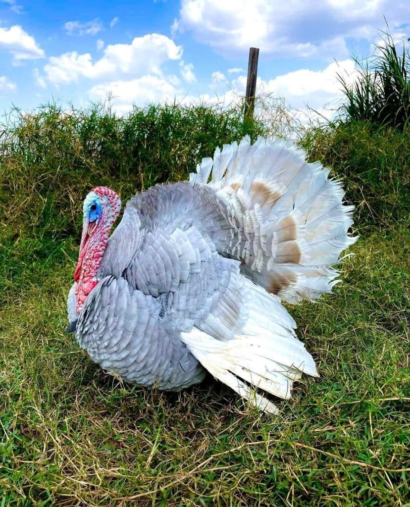 იშვიათი ჯიშის ფრინველები სენაკიდან - image 11