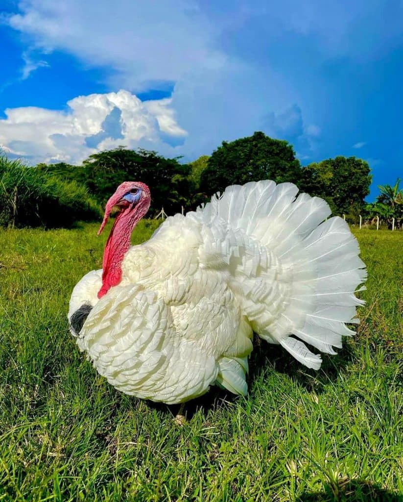 იშვიათი ჯიშის ფრინველები სენაკიდან - image 10