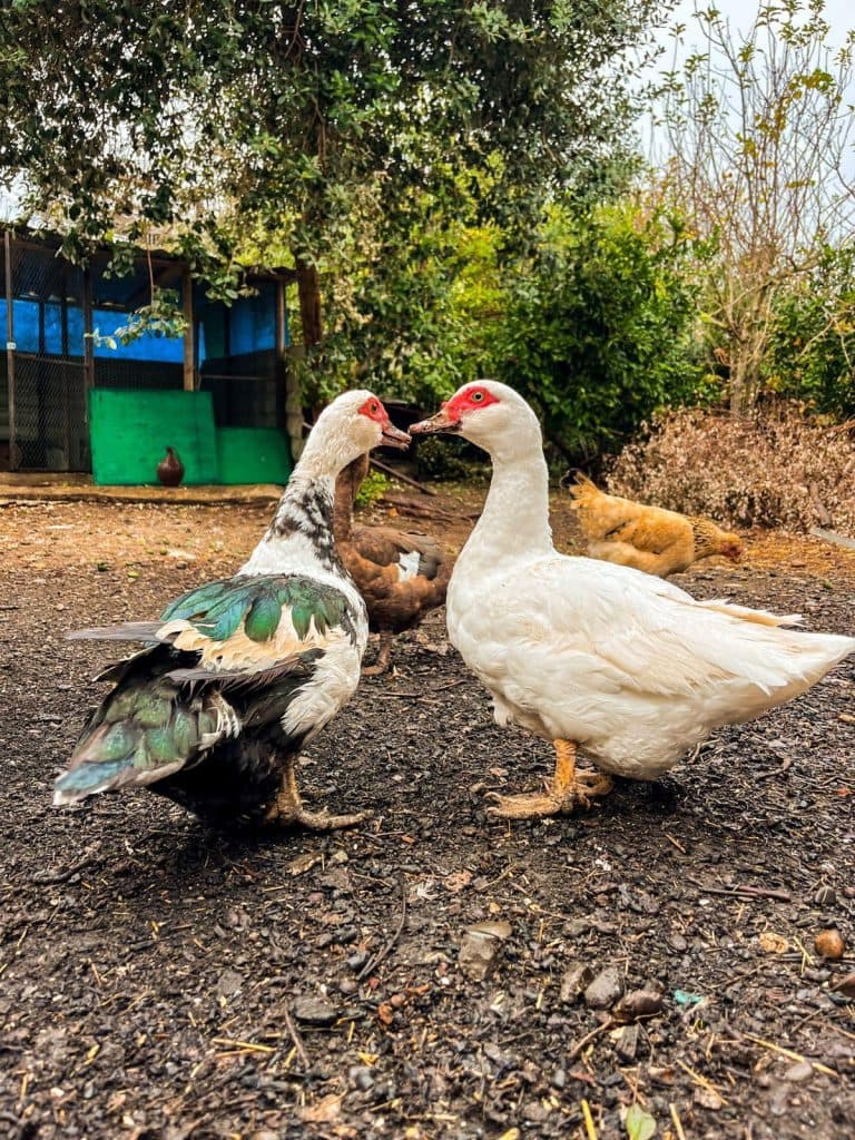 იშვიათი ჯიშის ფრინველები სენაკიდან - image 9