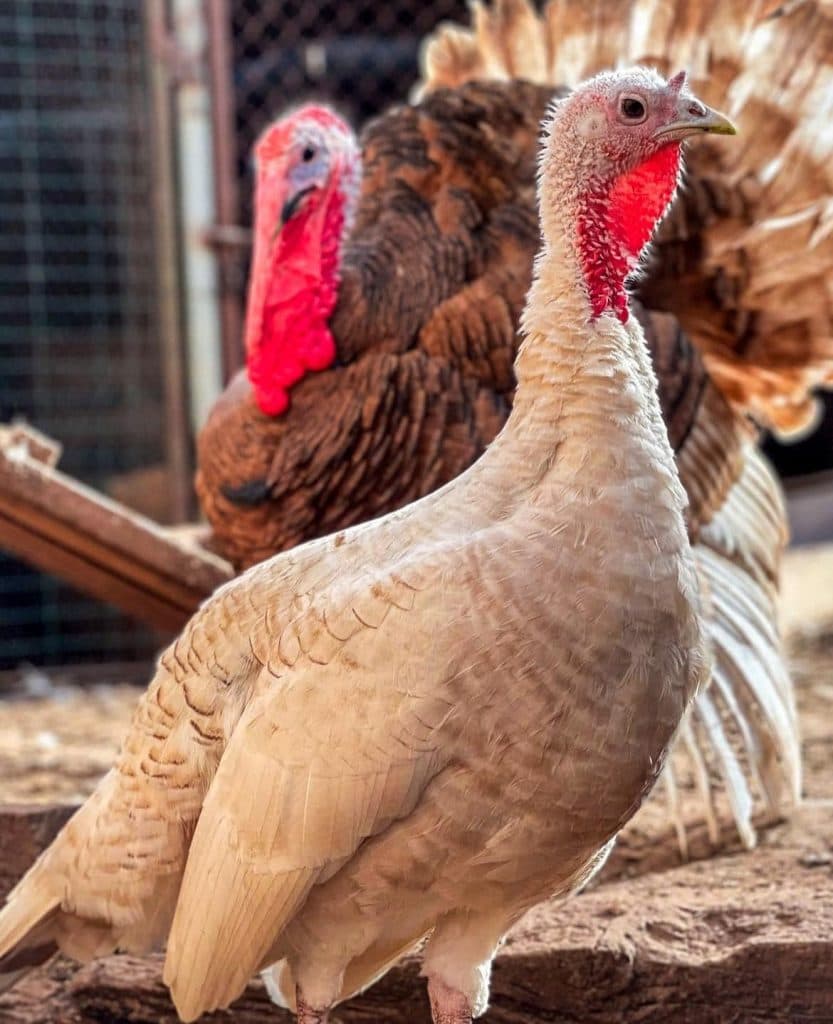 იშვიათი ჯიშის ფრინველები სენაკიდან - image 8