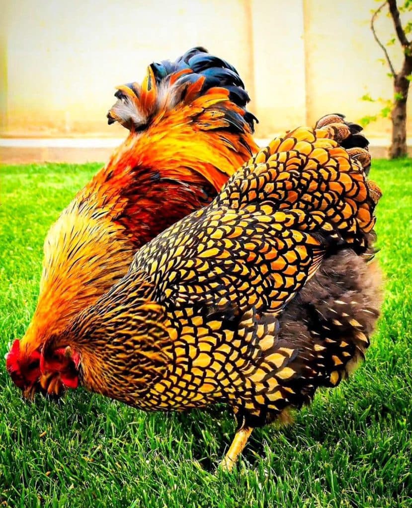 იშვიათი ჯიშის ფრინველები სენაკიდან - image 7