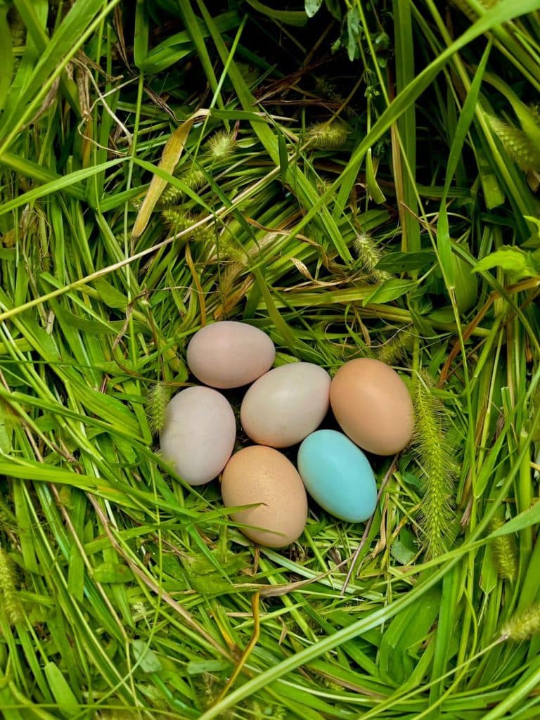 იშვიათი ჯიშის ფრინველები სენაკიდან - image 6