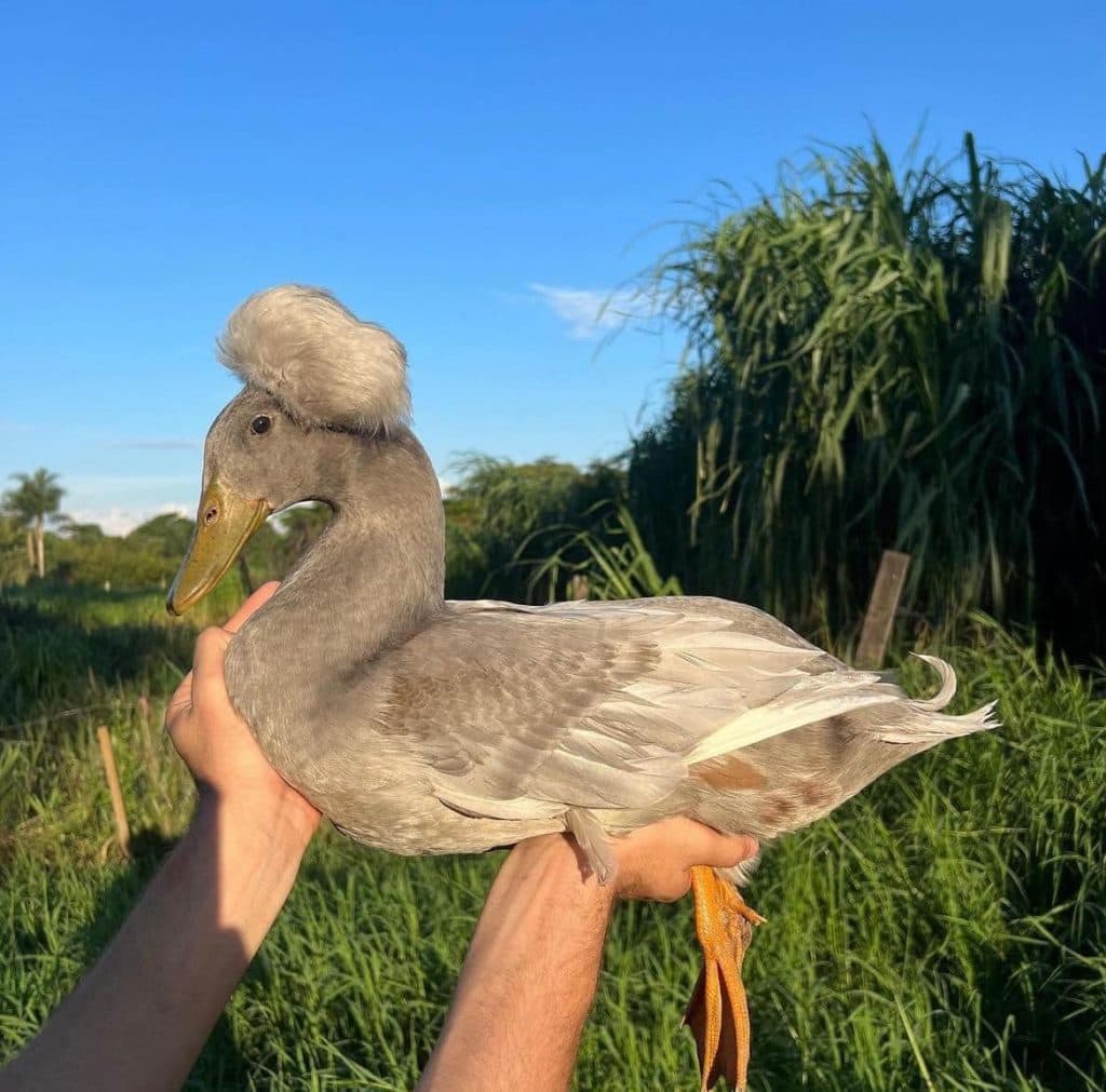 იშვიათი ჯიშის ფრინველები სენაკიდან - image 5