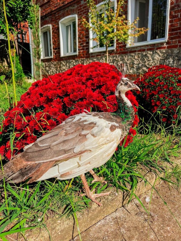 იშვიათი ჯიშის ფრინველები სენაკიდან - image 2