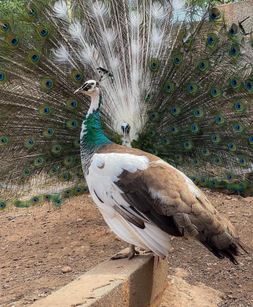 იშვიათი ჯიშის ფრინველები სენაკიდან - image 3