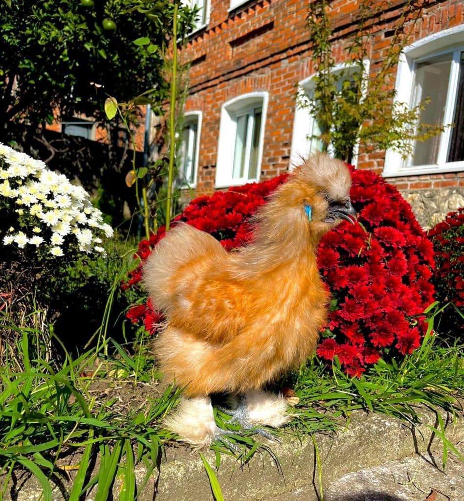 იშვიათი ჯიშის ფრინველები სენაკიდან - image 4