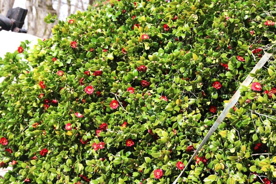 ზუგდიდის ბოტანიკურ ბაღს მოქალაქეები კამელიებს ჩუქნიან - image 7