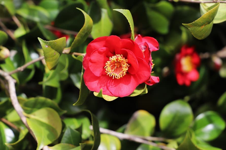 ზუგდიდის ბოტანიკურ ბაღს მოქალაქეები კამელიებს ჩუქნიან