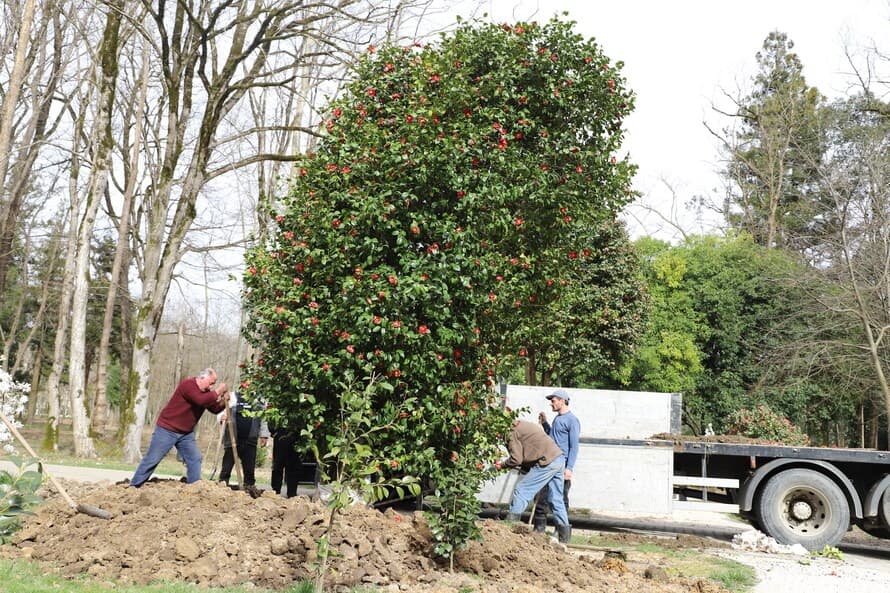 ზუგდიდის ბოტანიკურ ბაღს მოქალაქეები კამელიებს ჩუქნიან - image 10