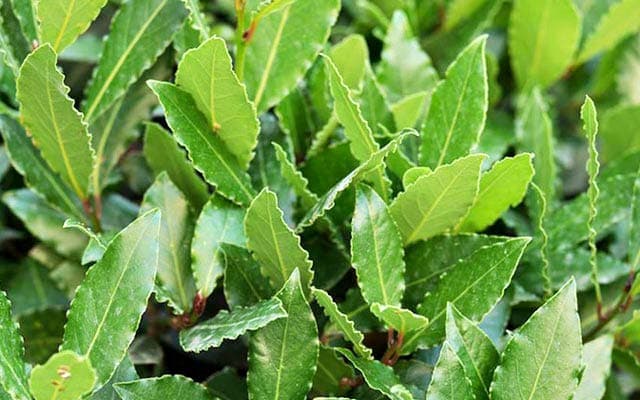 ქართული დაფნის ექსპორტი 94 პროცენტით გაიზარდა