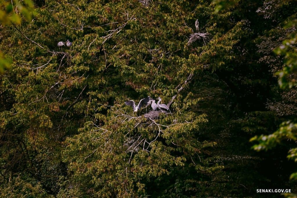 სენაკში რუხი ყანჩების ბუდობის ადგილას ბინოკლი განთავსდა [ფოტო] - image 7