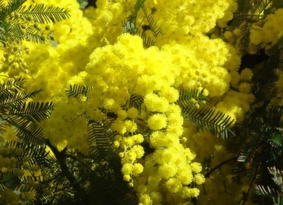 ოკუპირებული აფხაზეთიდან რუსეთში 400 ტონაზე მეტი მიმოზა გაიტანეს