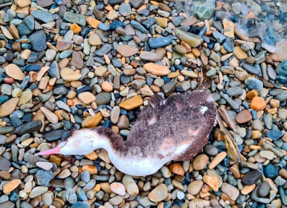 ოკუპირებულ აფხაზეთში გადამფრენი ფრინველები მასიურად იღუპება