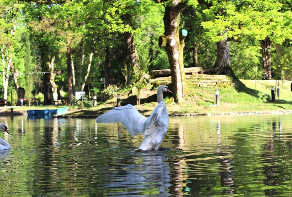 გედების დაბრუნება ზუგდიდის ბოტანიკურ ბაღში