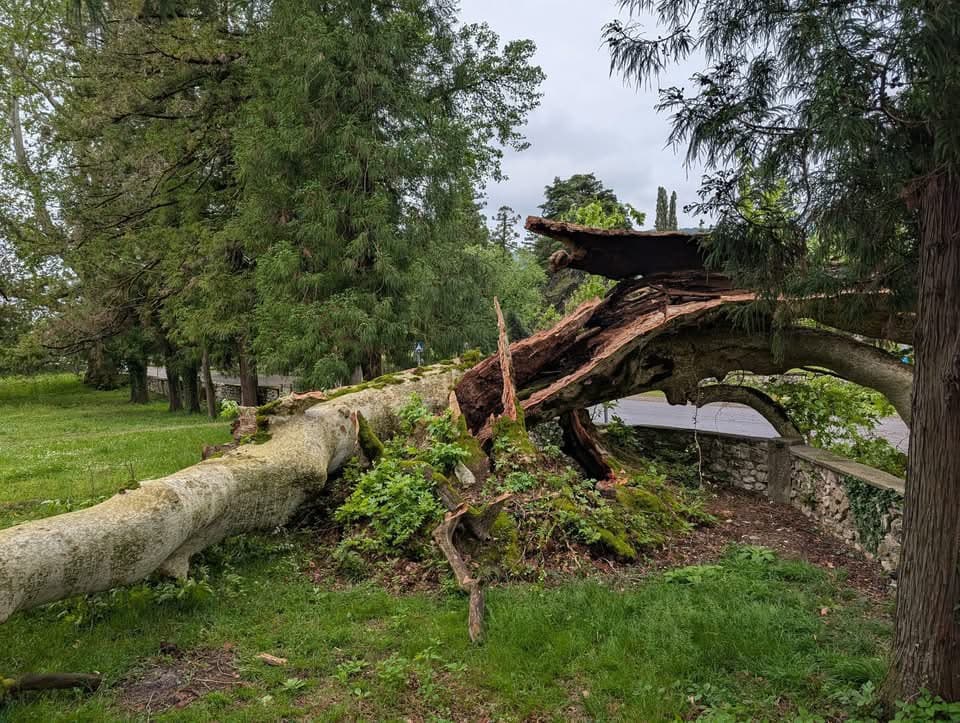 ძველ სენაკში ქარმა 8 საუკუნოვანი ჭადარი წააქცია