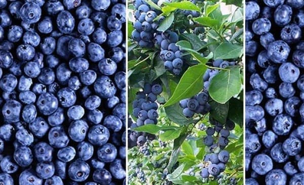 მთავრობის გადაწყვეტილებით, 2025 წლის სეზონზე მოცვის მწარმოებლები შეღავათიანი აგრო კრედიტით ისარგებლებენ