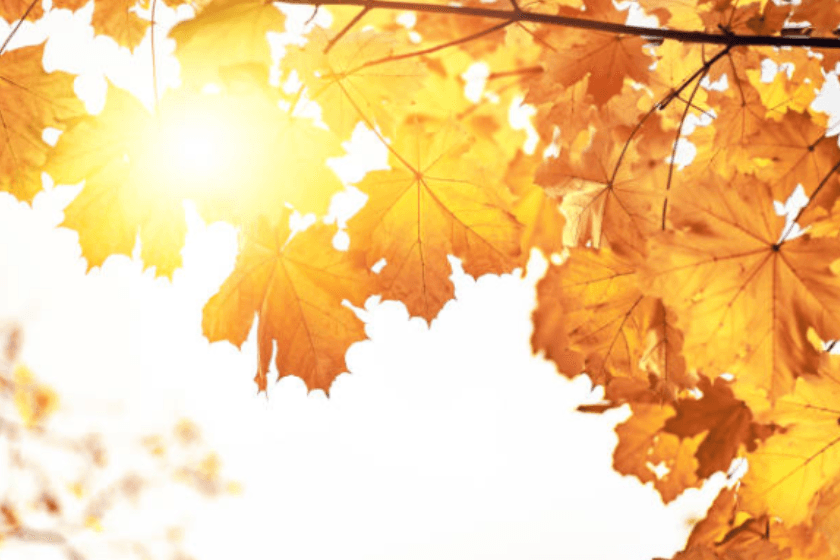 როგორი ამინდია მოსალოდნელი 27 ნოემბერს საქართველოში